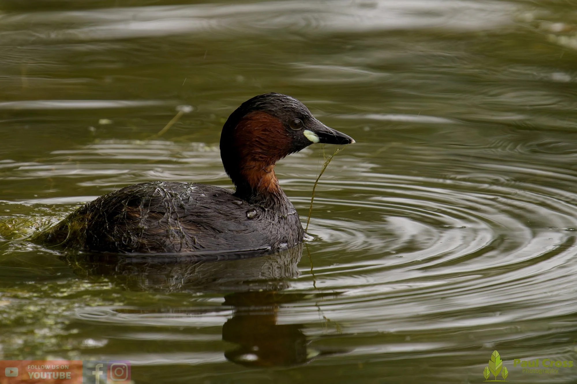 Little Grebe-00379.jpg