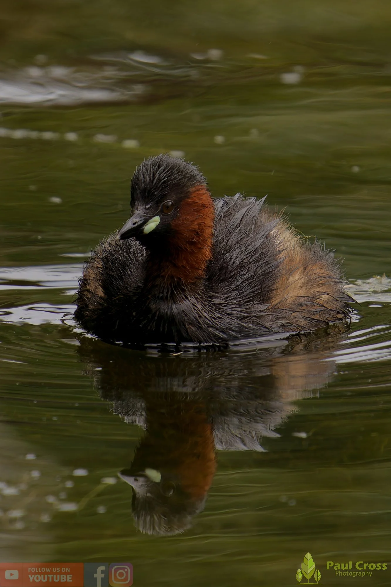 Little Grebe-00380.jpg