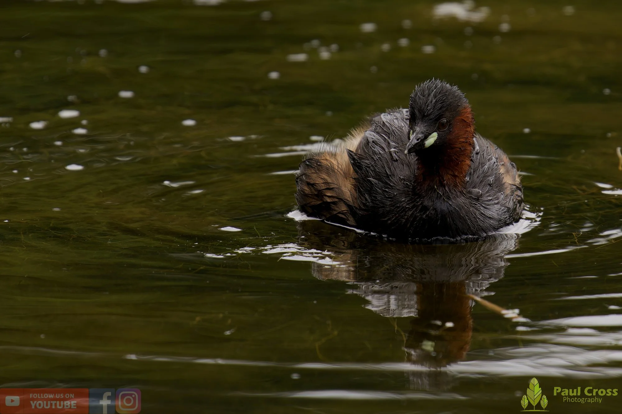 Little Grebe-00381.jpg