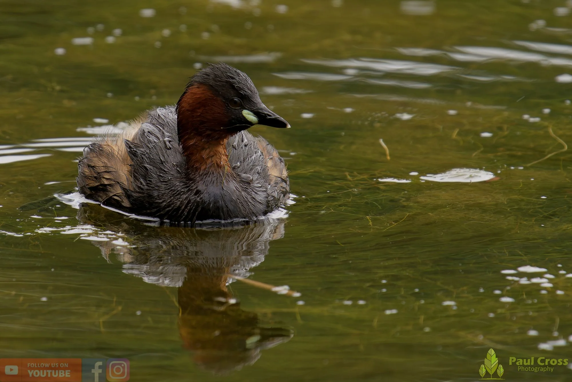 Little Grebe-00382.jpg
