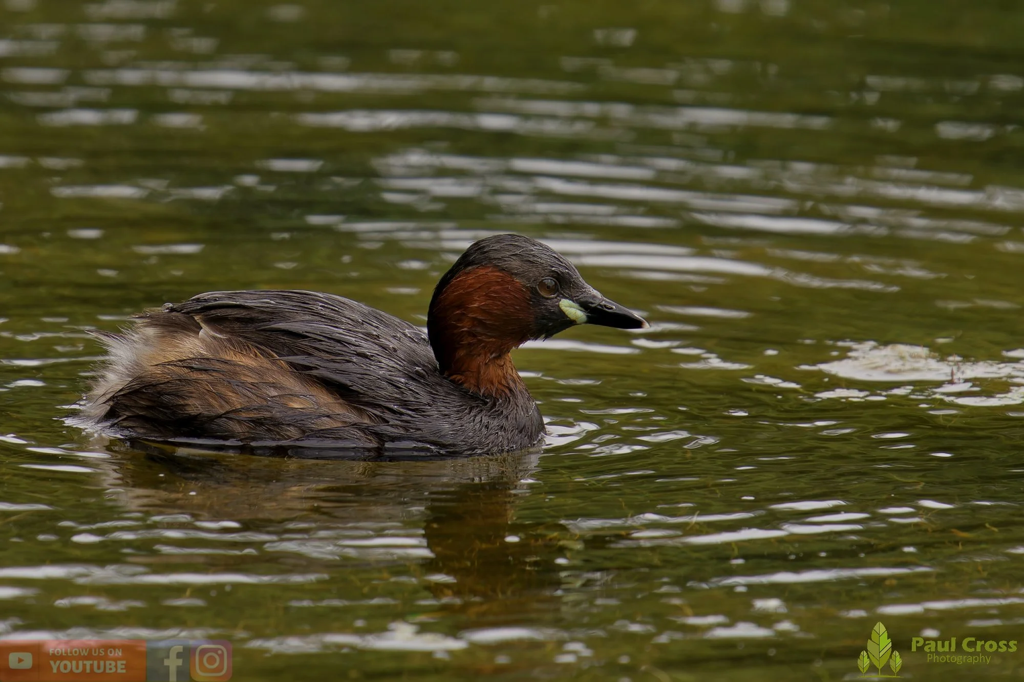 Little Grebe-00383.jpg