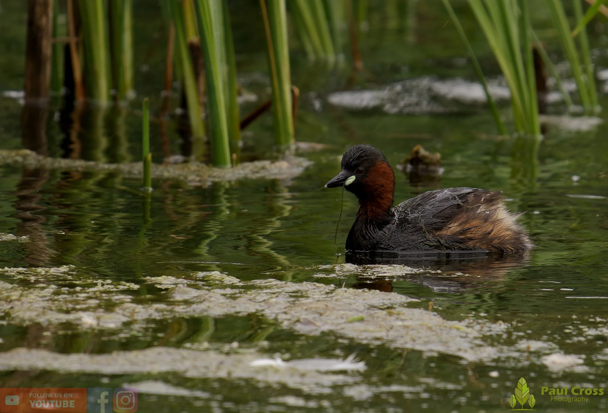 Little Grebe-00384.jpg