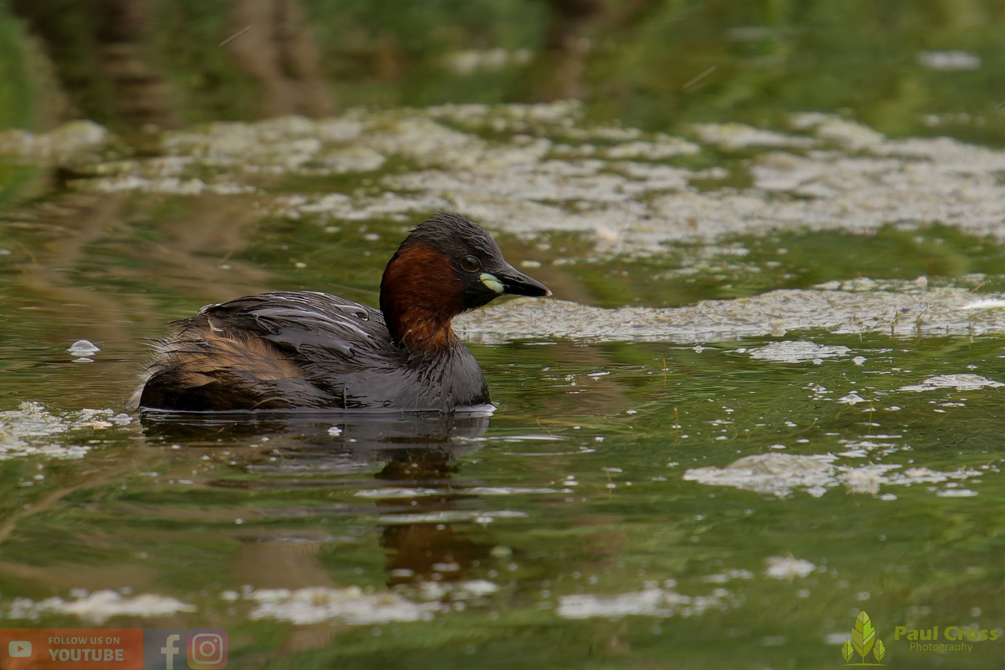Little Grebe-00385.jpg