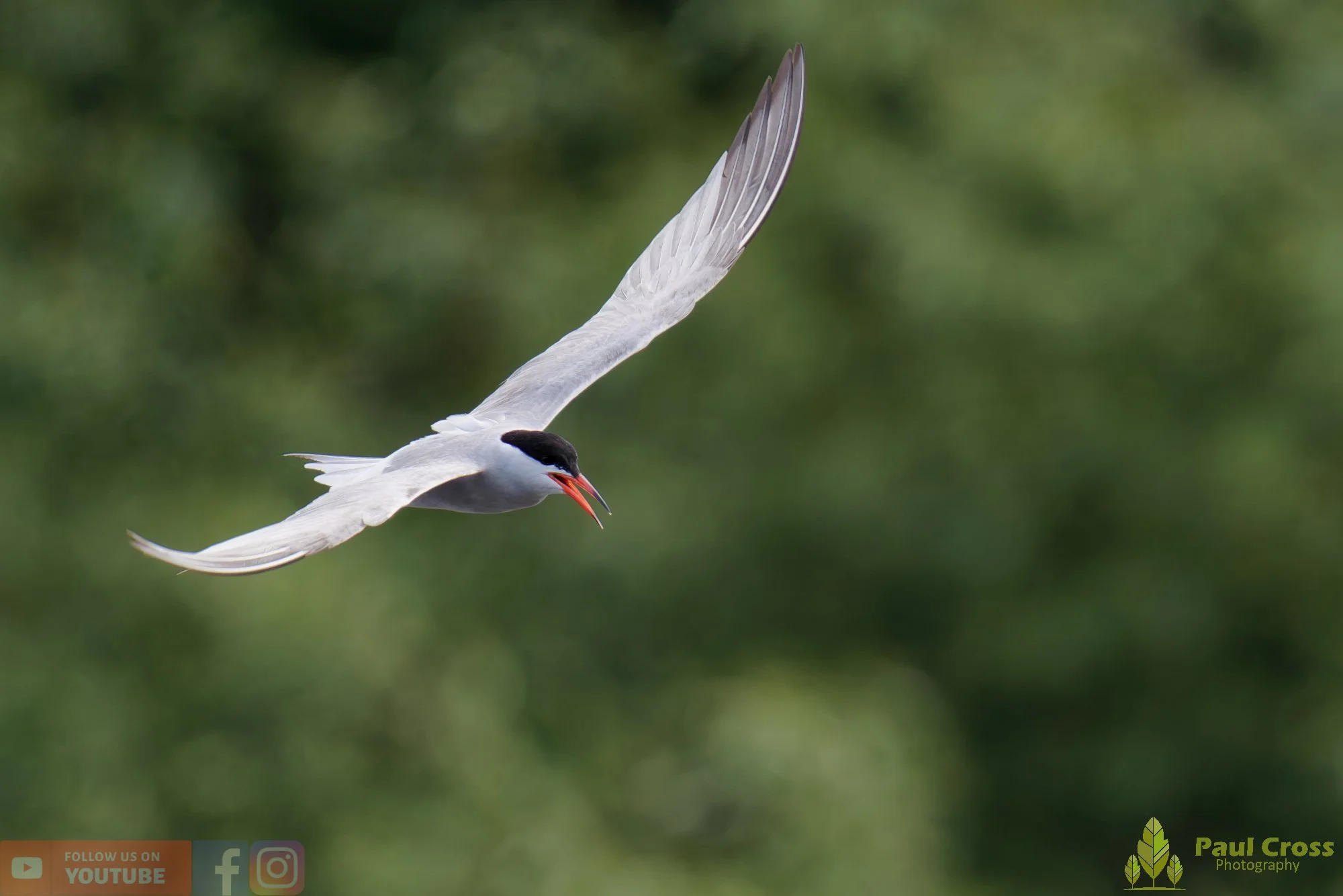 Common Tern-02039.jpg