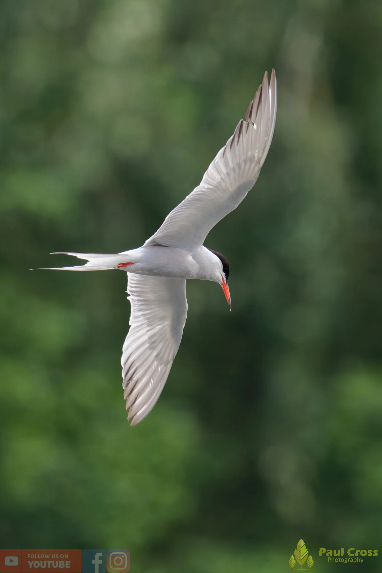 Common Tern-02038.jpg