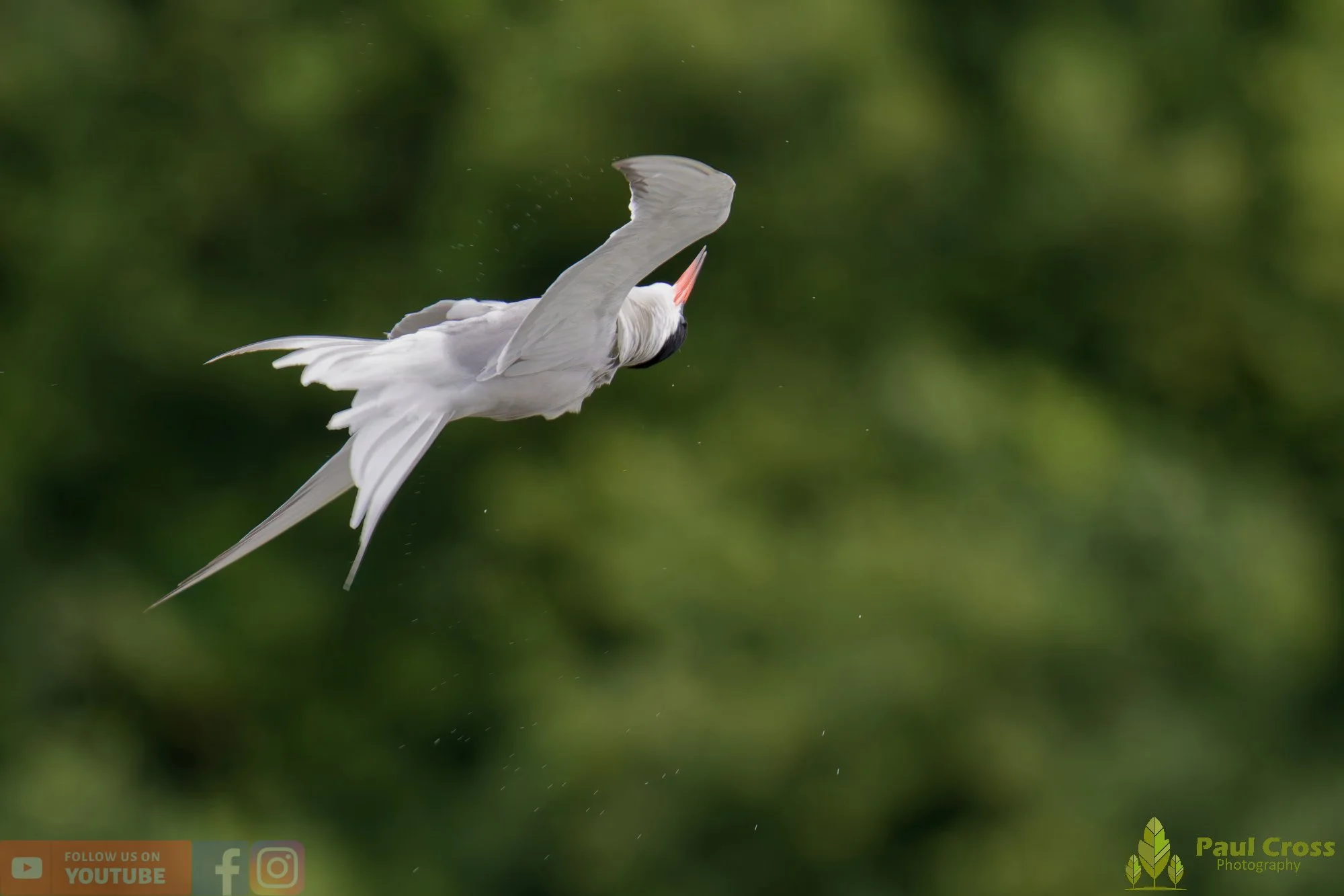Common Tern-02040.jpg