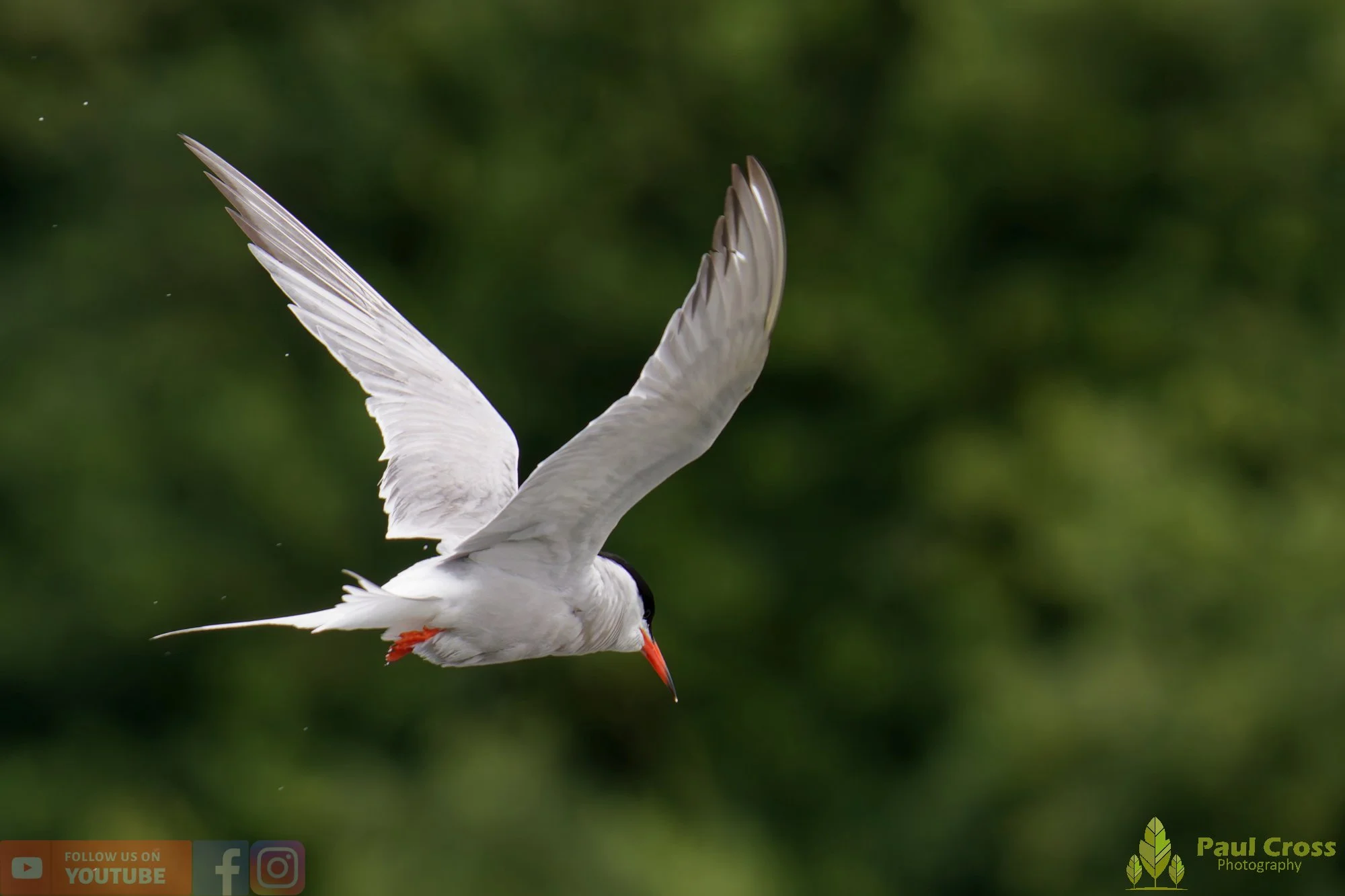 Common Tern-02041.jpg