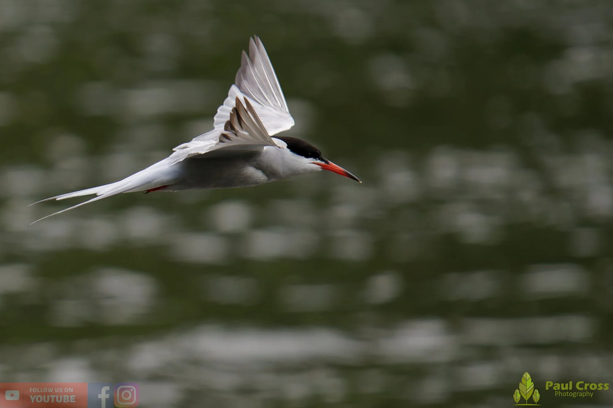 Common Tern-02042.jpg