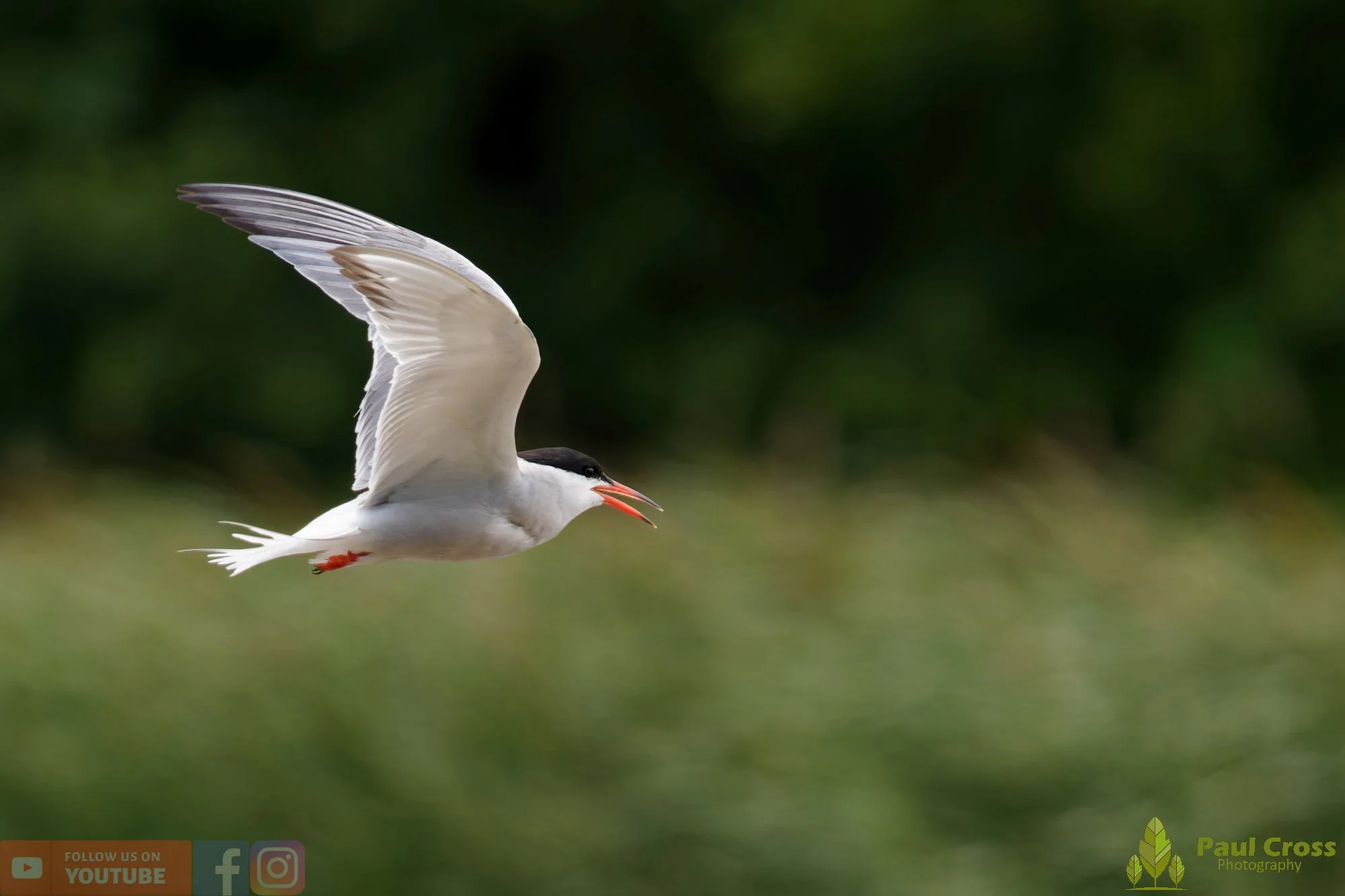 Common Tern-02044.jpg