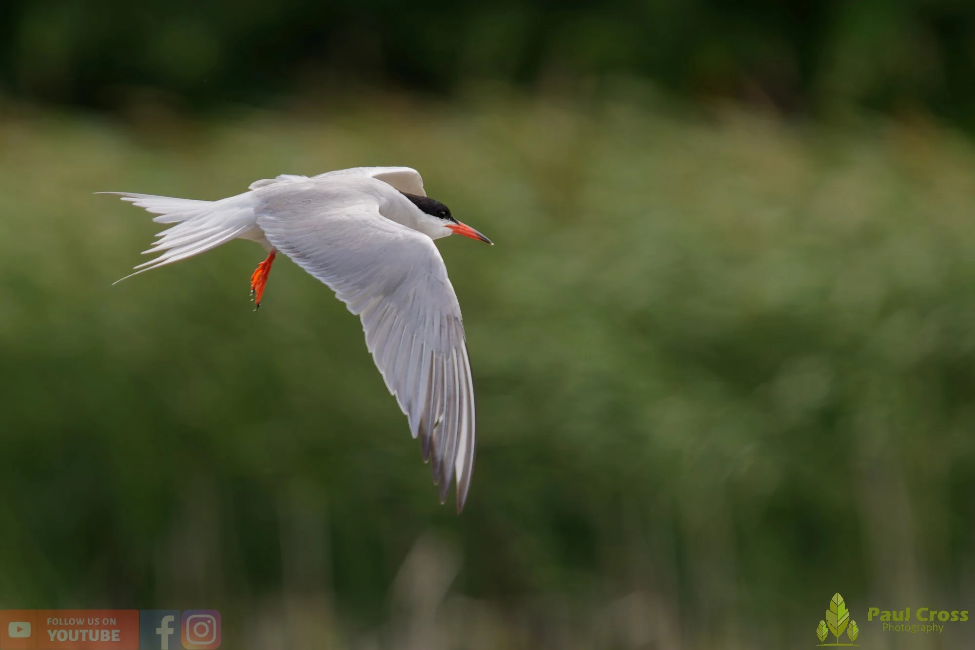 Common Tern-02045.jpg