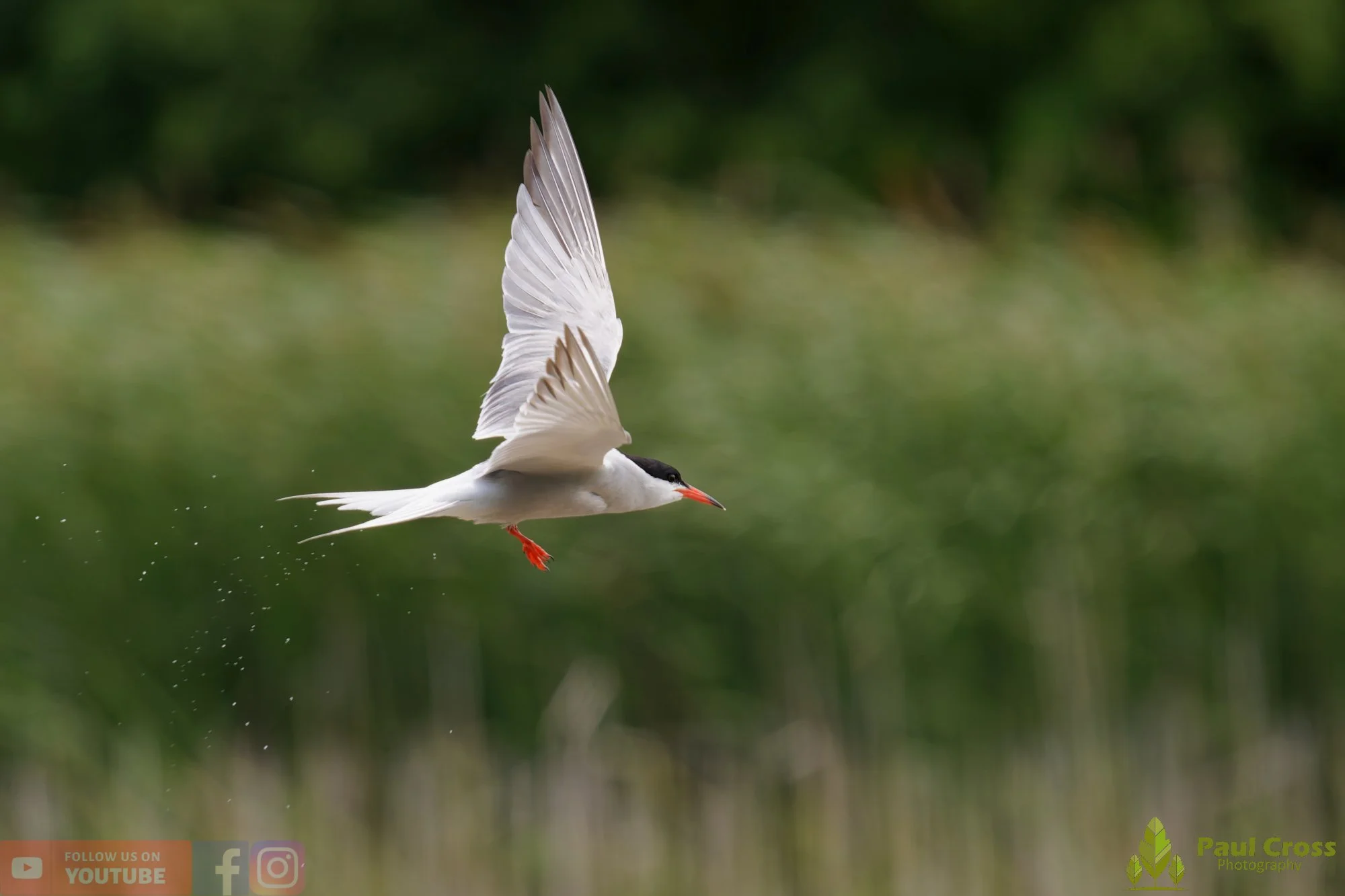 Common Tern-02046.jpg