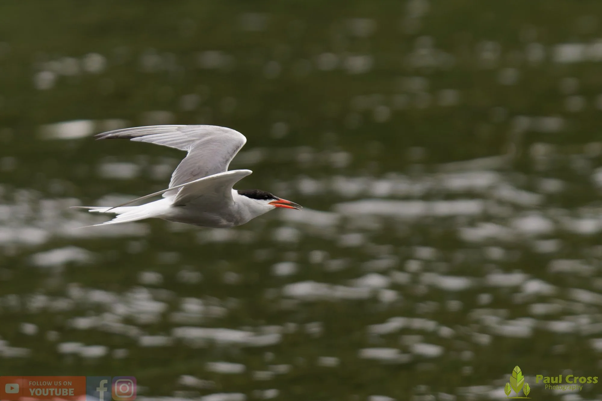 Common Tern-02063.jpg