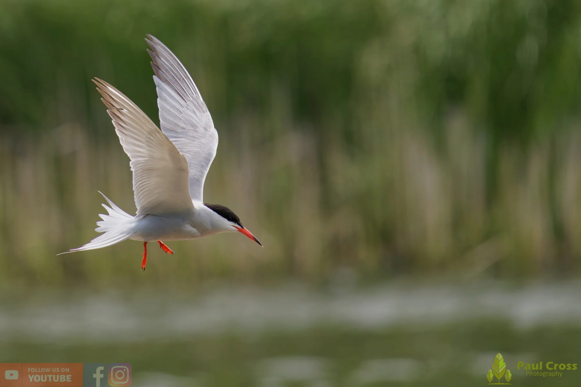 Common Tern-02047.jpg