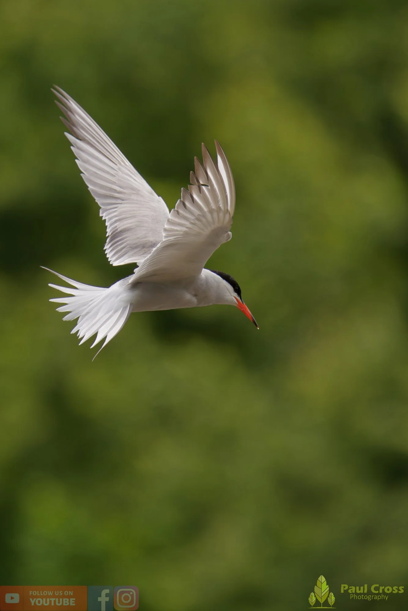 Common Tern-02064.jpg