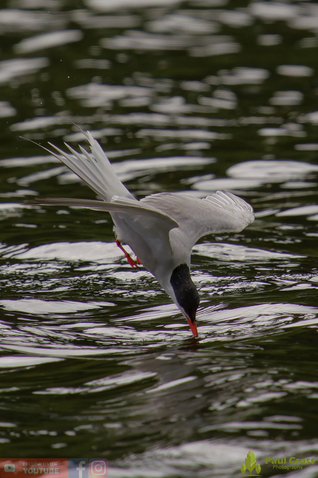 Common Tern-02073.jpg