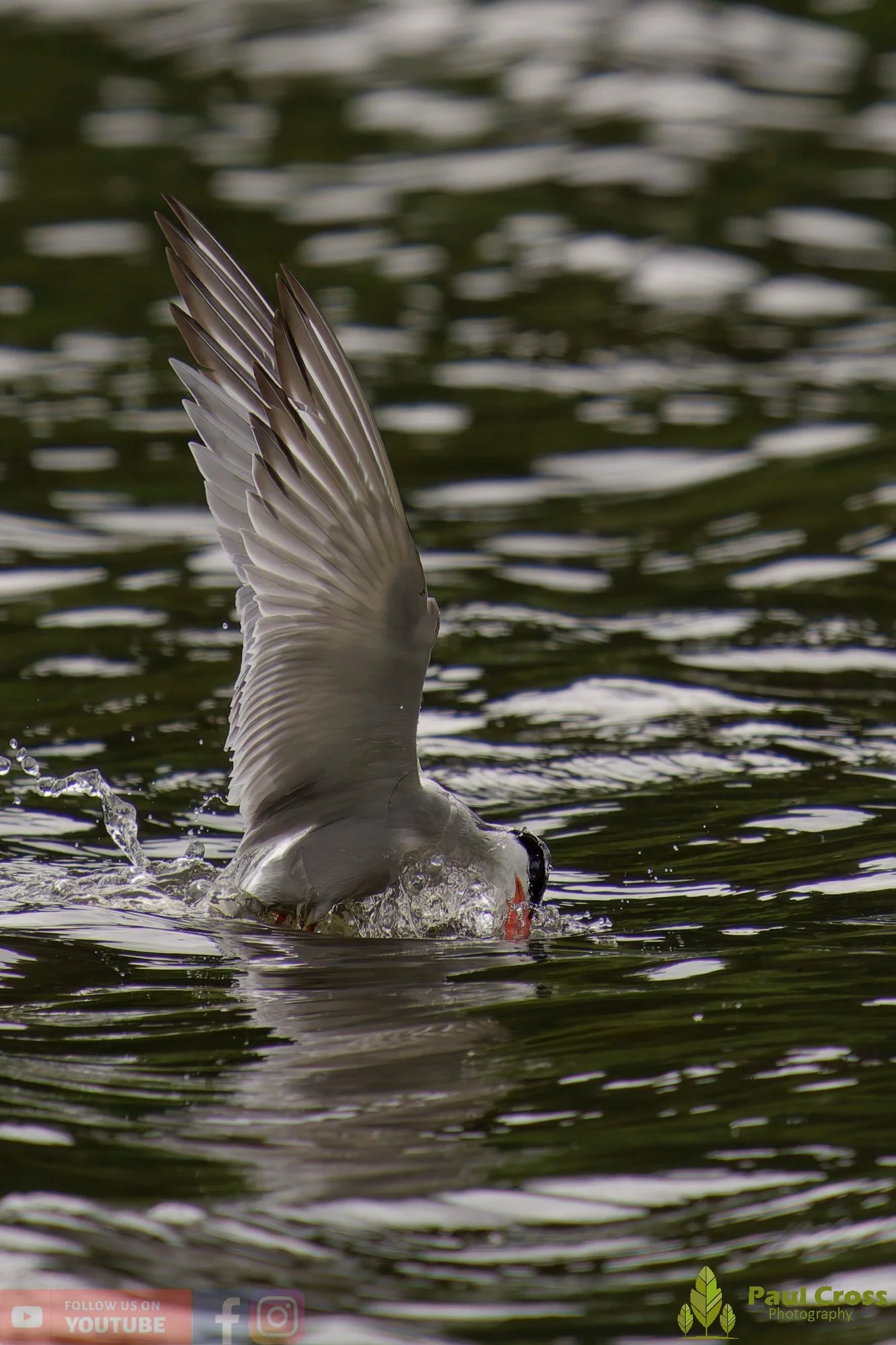 Common Tern-02074.jpg