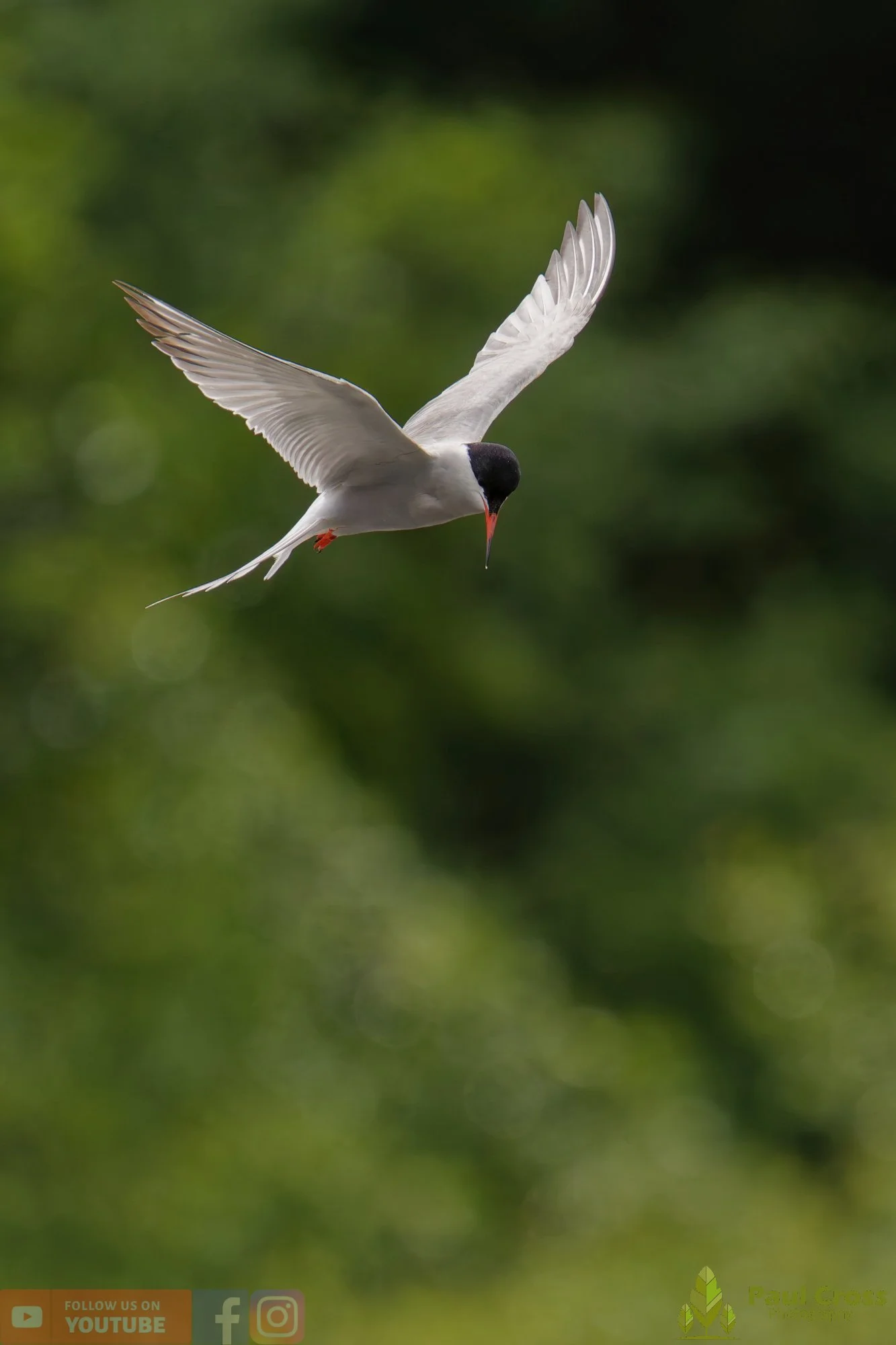 Common Tern-02075.jpg