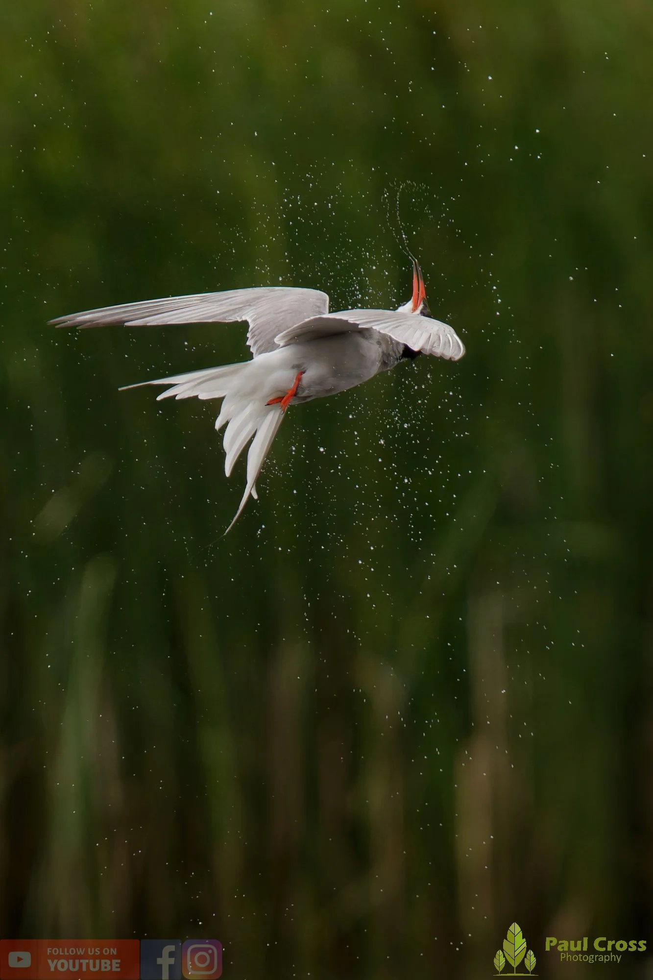 Common Tern-02084.jpg