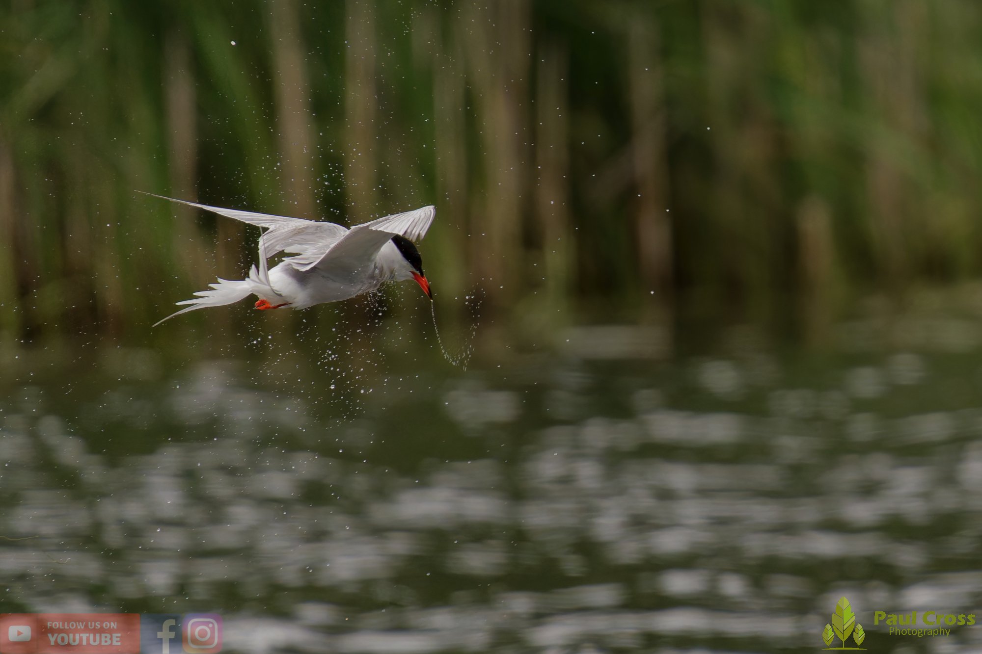 Common Tern-02097.jpg