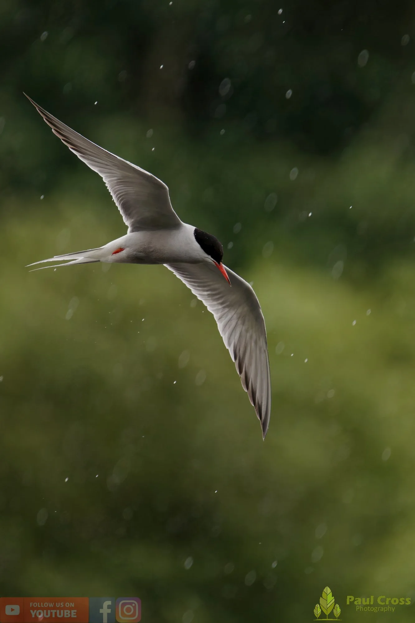 Common Tern-02104.jpg