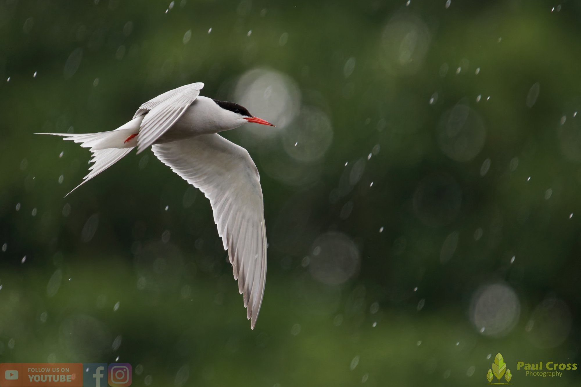 Common Tern-02105.jpg