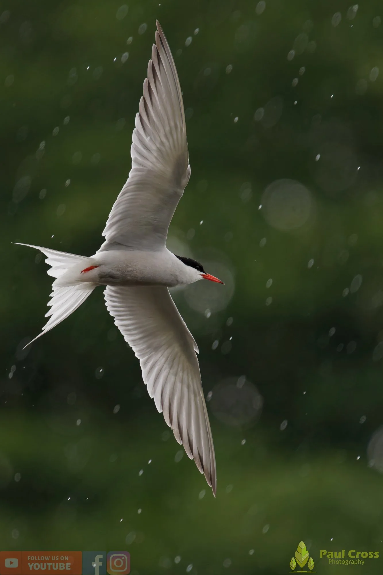 Common Tern-02106.jpg