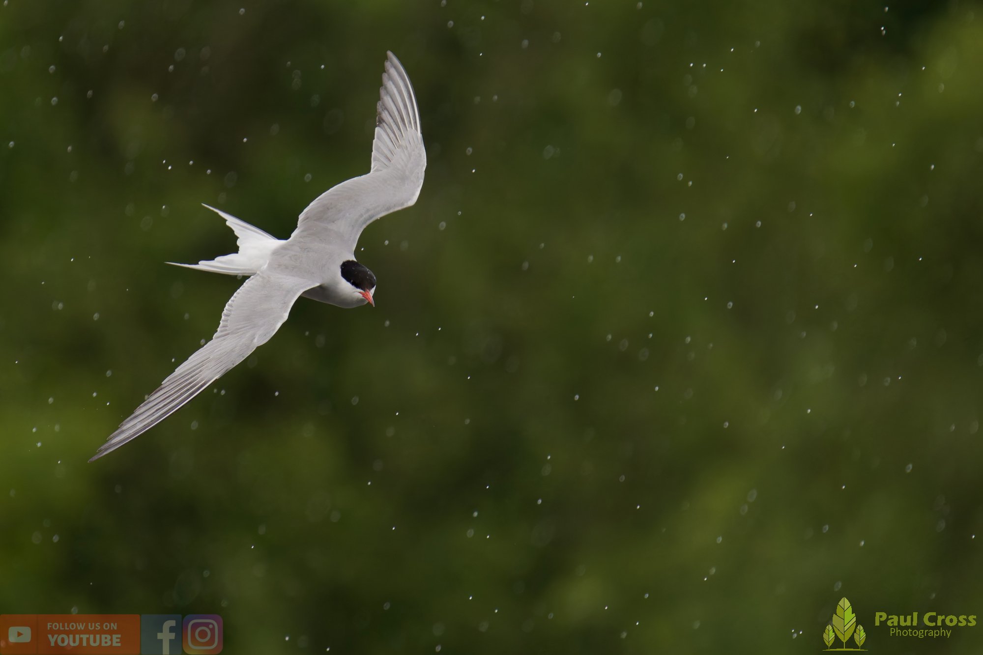 Common Tern-02107.jpg