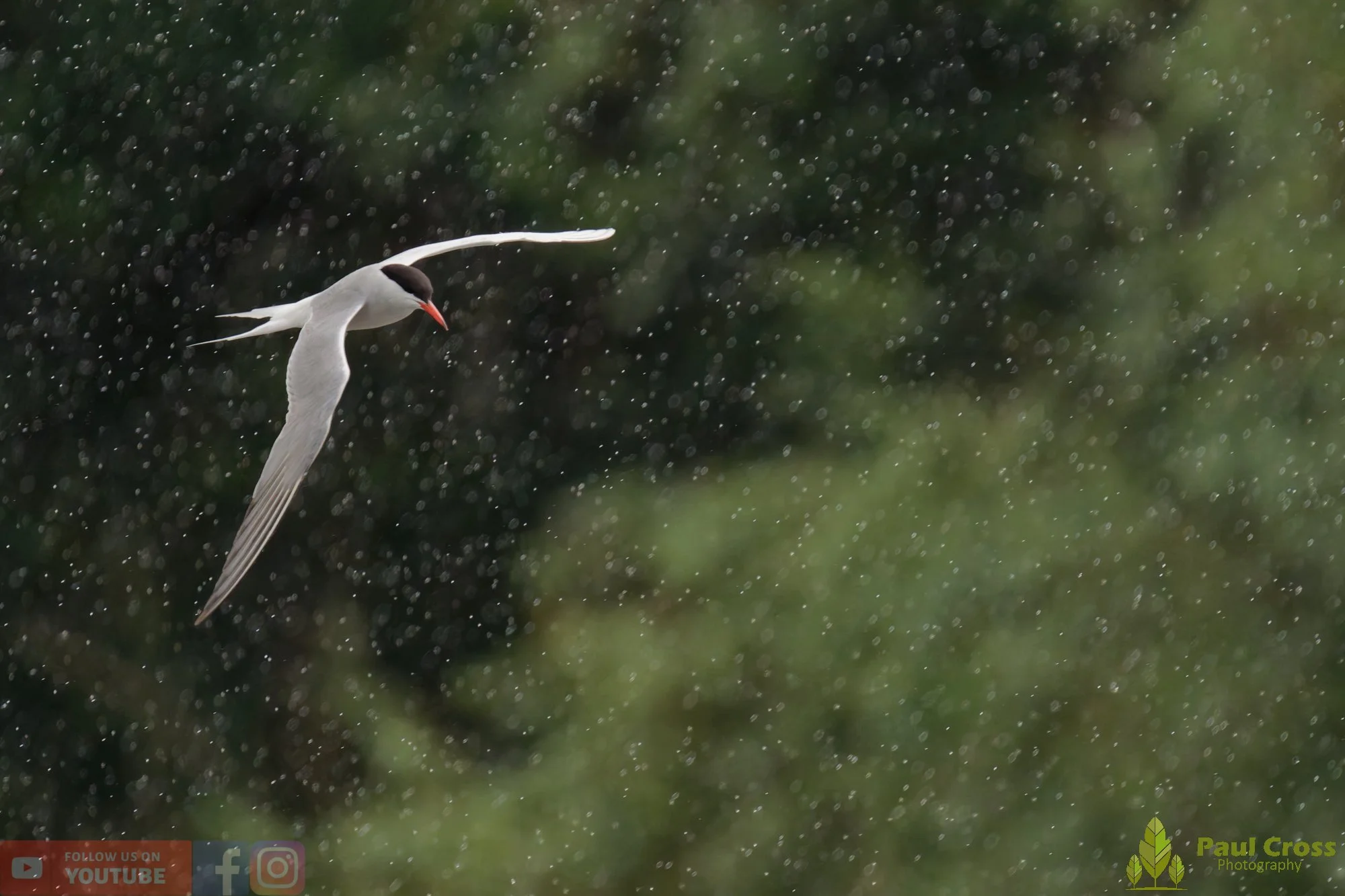 Common Tern-02108.jpg