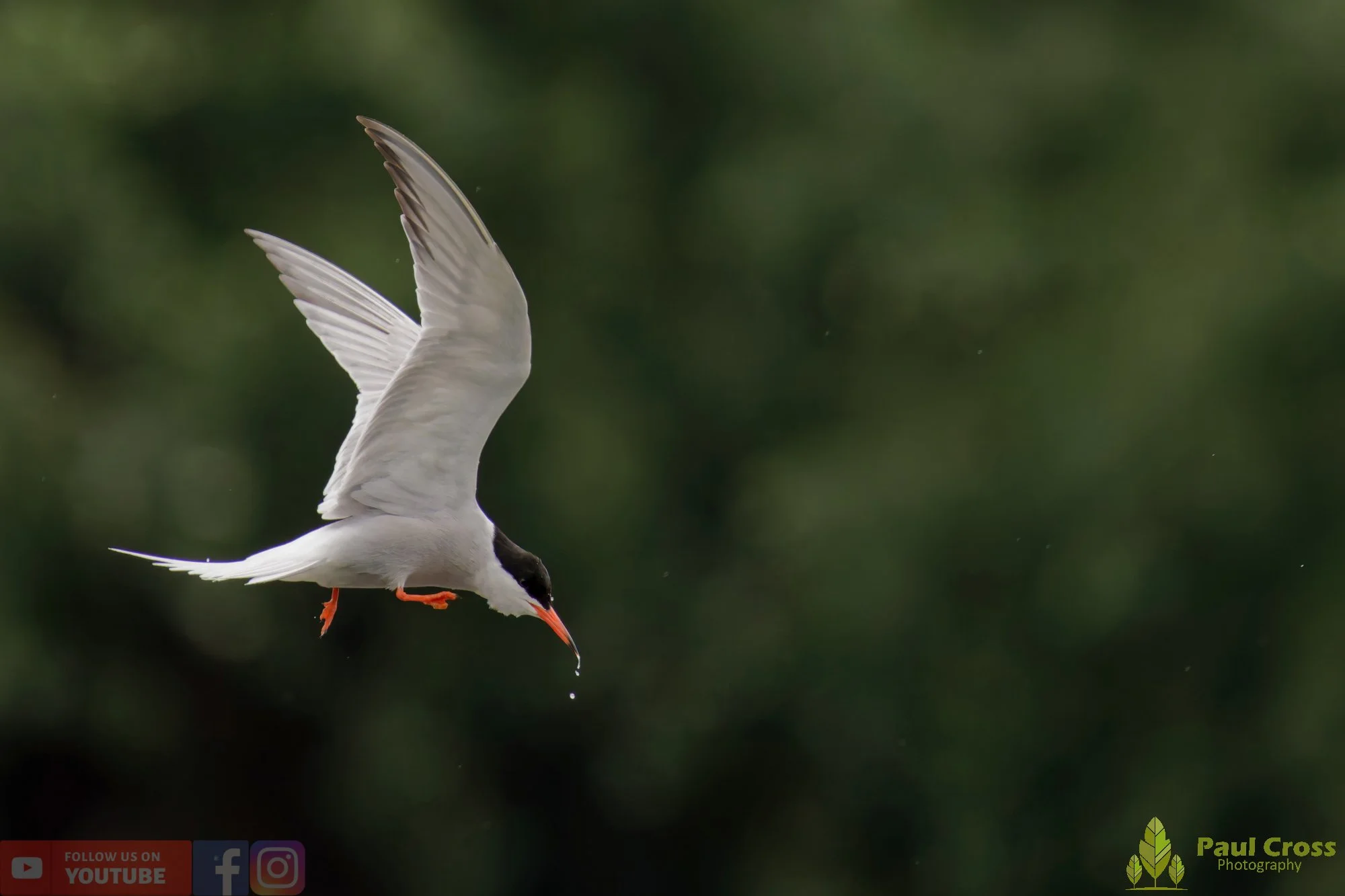Common Tern-02120.jpg