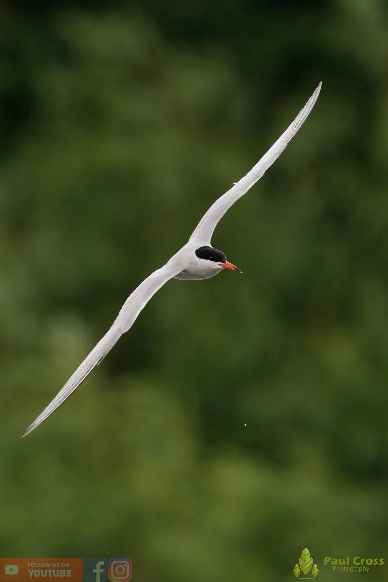 Common Tern-02121.jpg