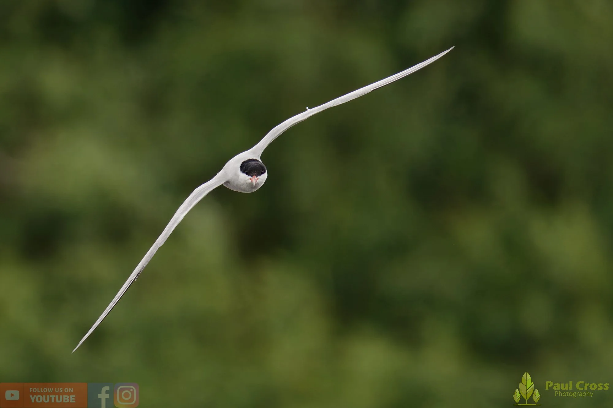 Common Tern-02122.jpg