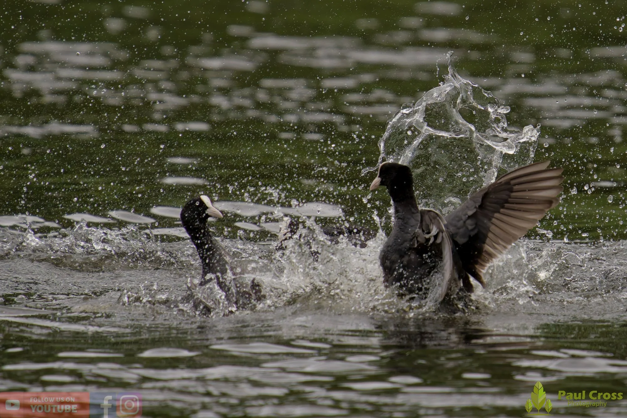 Coot-00619.jpg