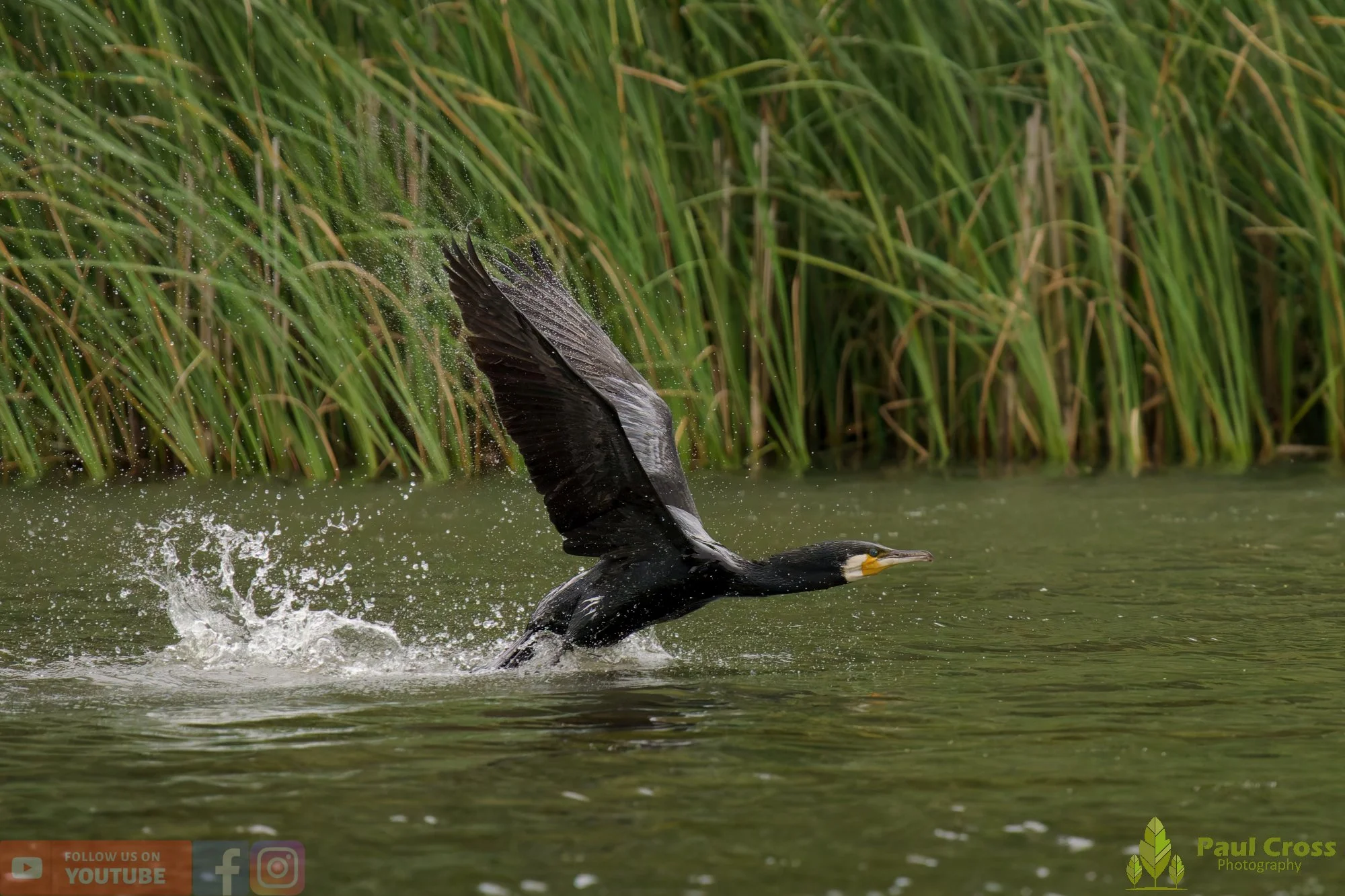Cormorant-00398.jpg