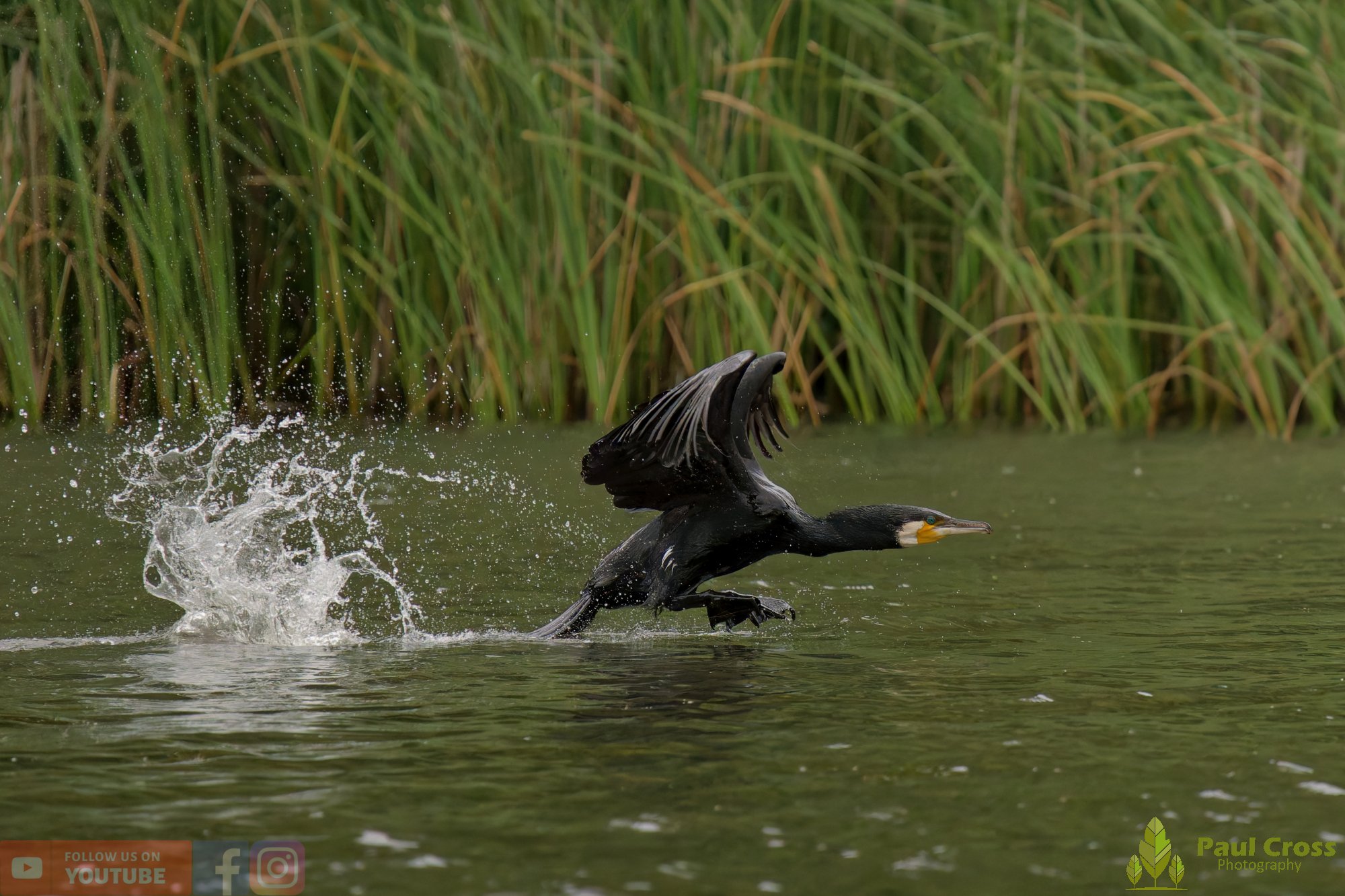 Cormorant-00399.jpg