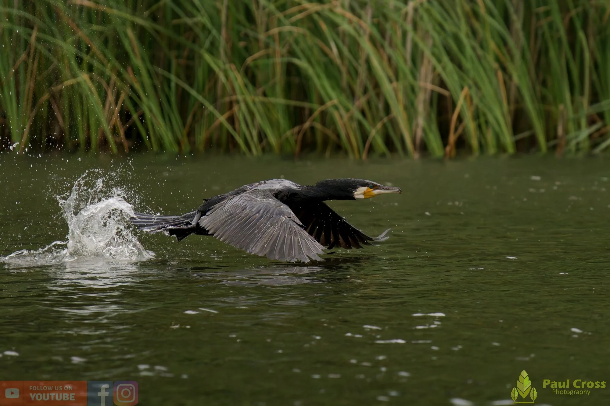 Cormorant-00400.jpg