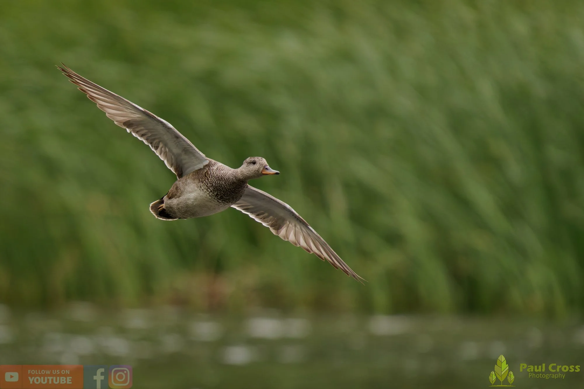 Gadwall-00307.jpg