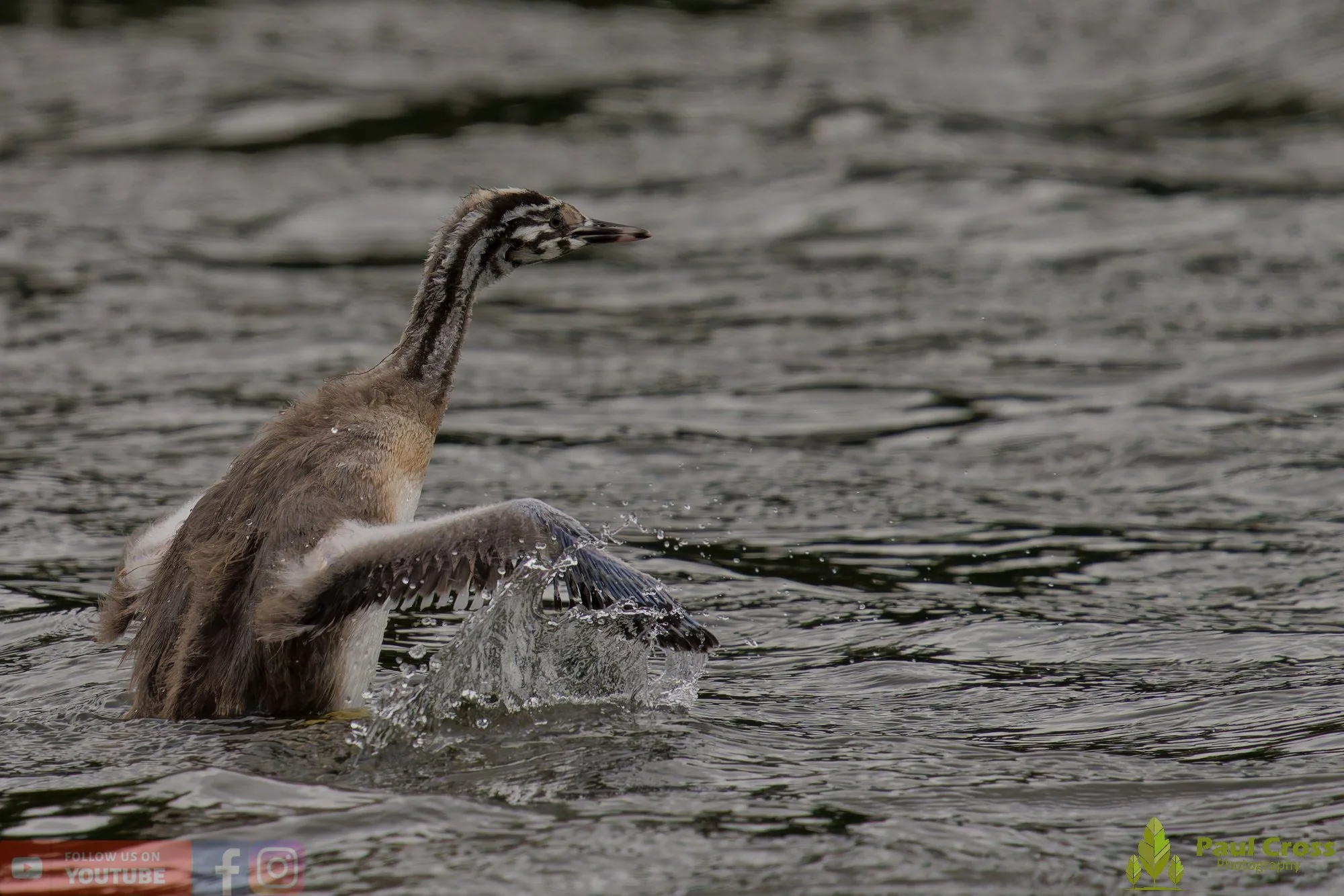 Great Crested Grebe-01168.jpg