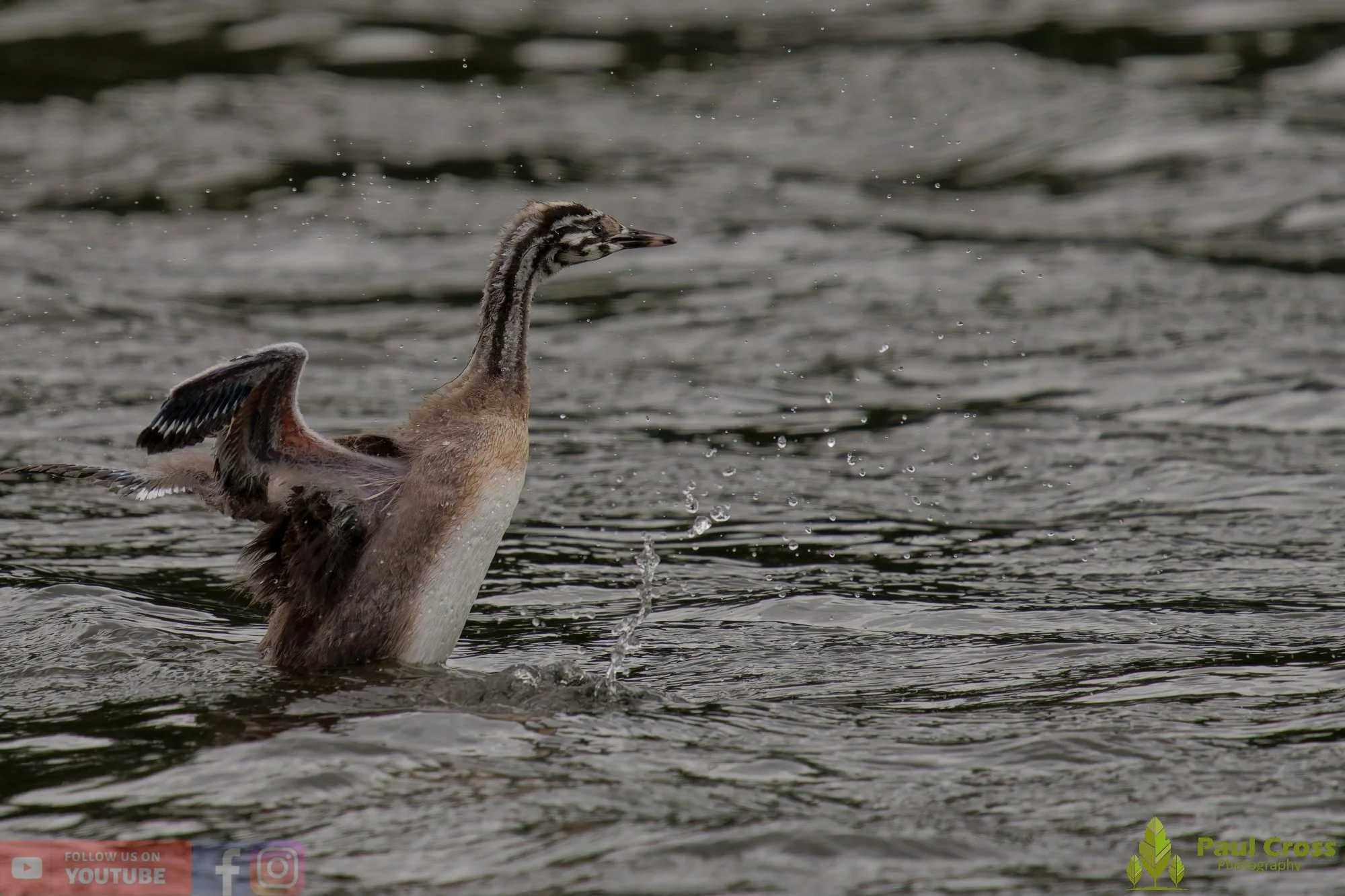Great Crested Grebe-01169.jpg