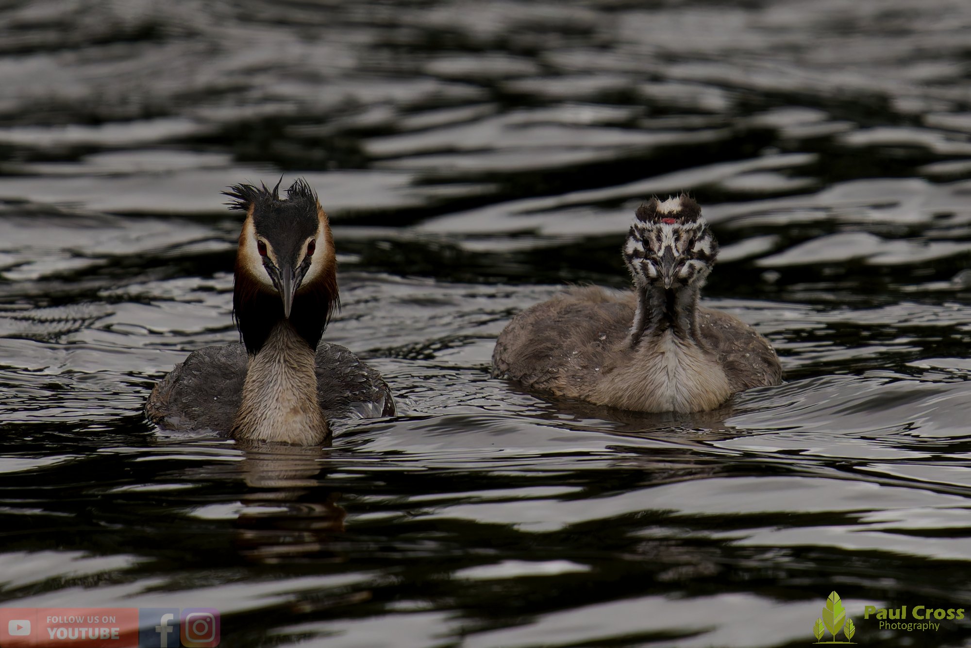 Great Crested Grebe-01170.jpg