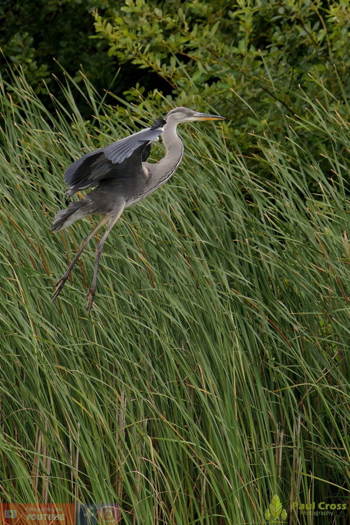 Grey Heron-00756.jpg