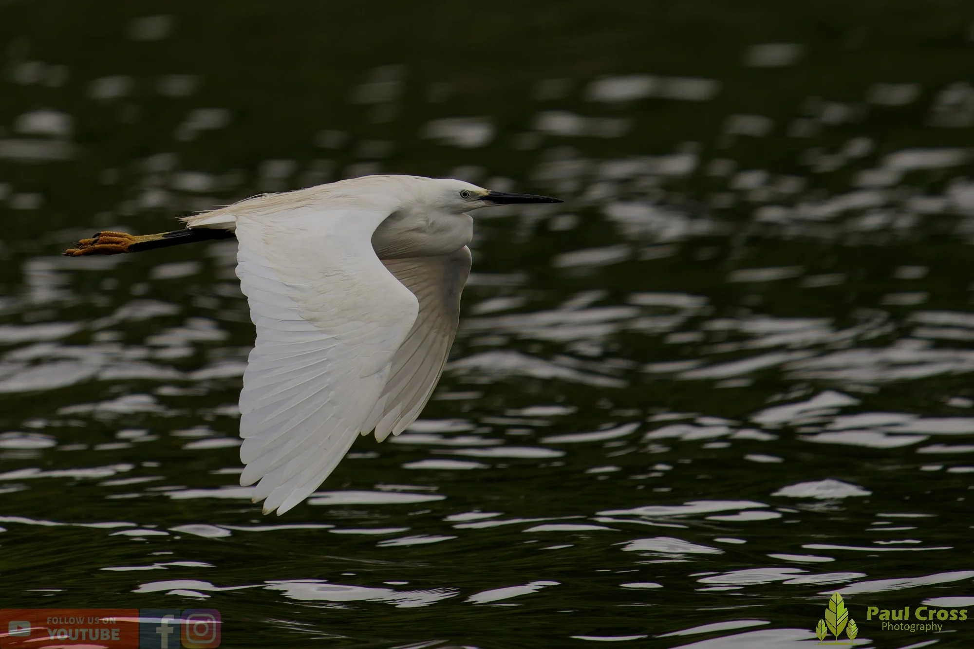 Little Egret-00572.jpg
