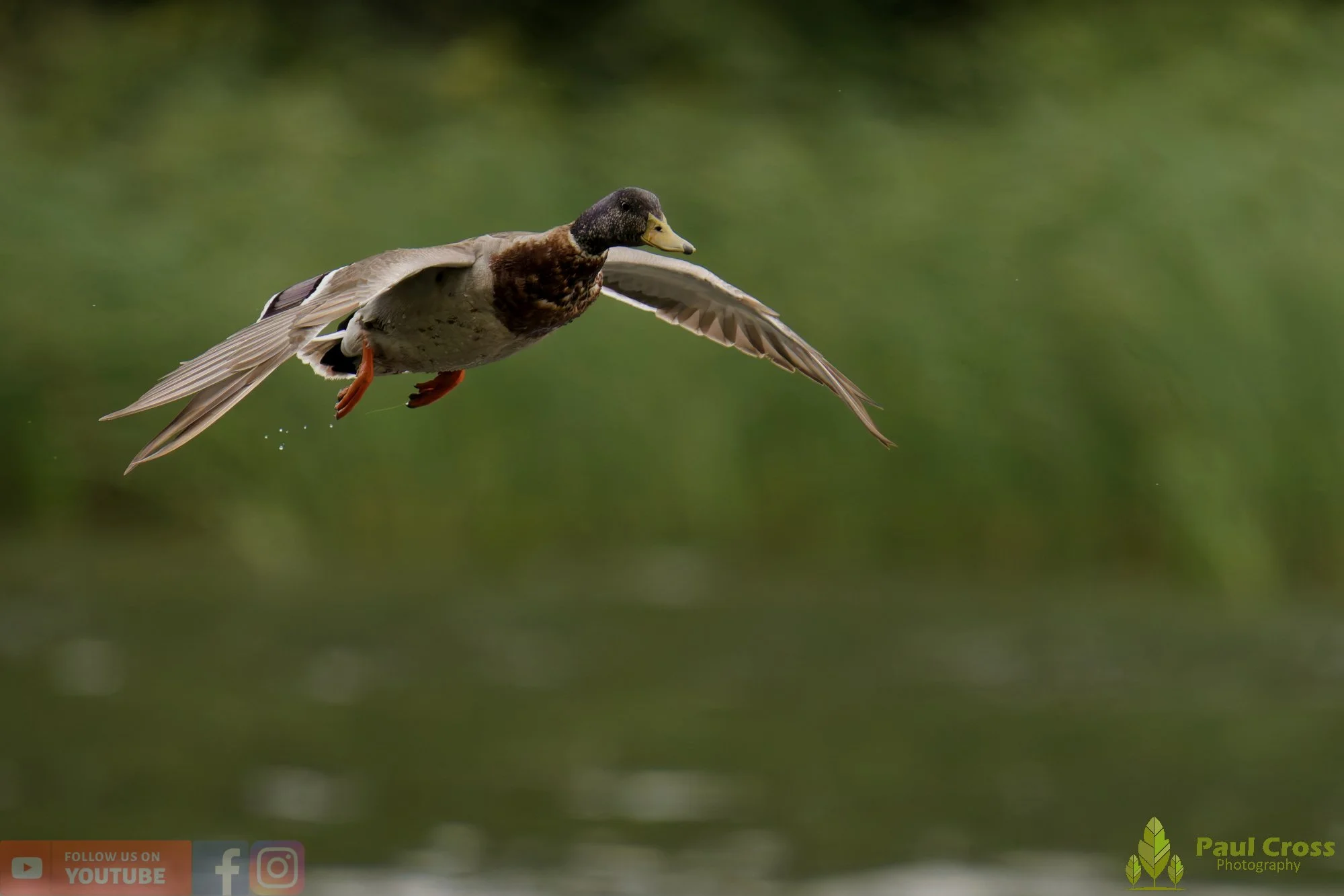 Mallard Duck-01275.jpg
