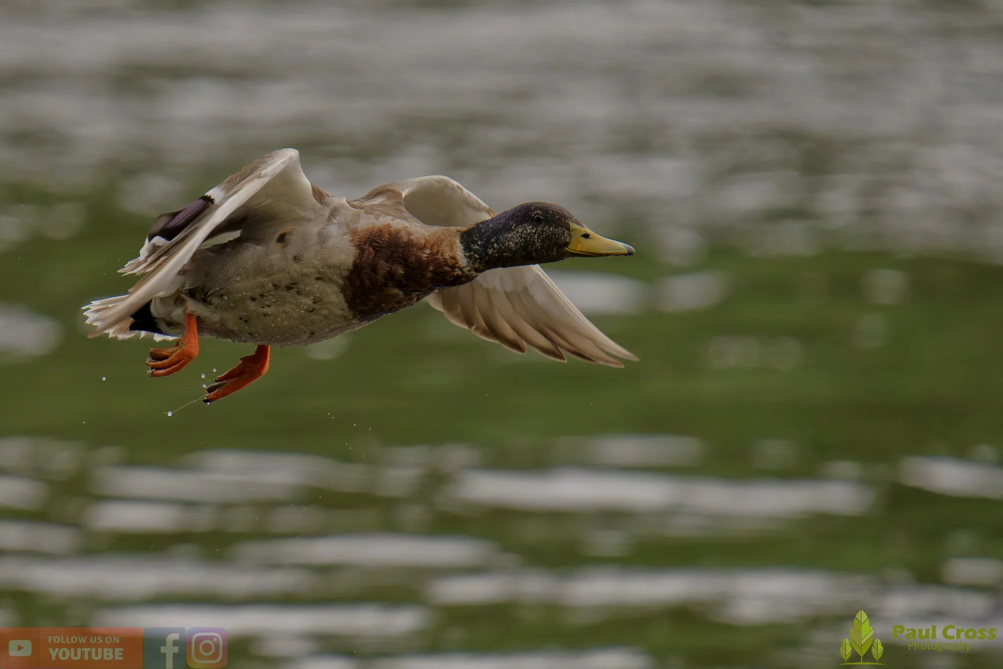 Mallard Duck-01276.jpg