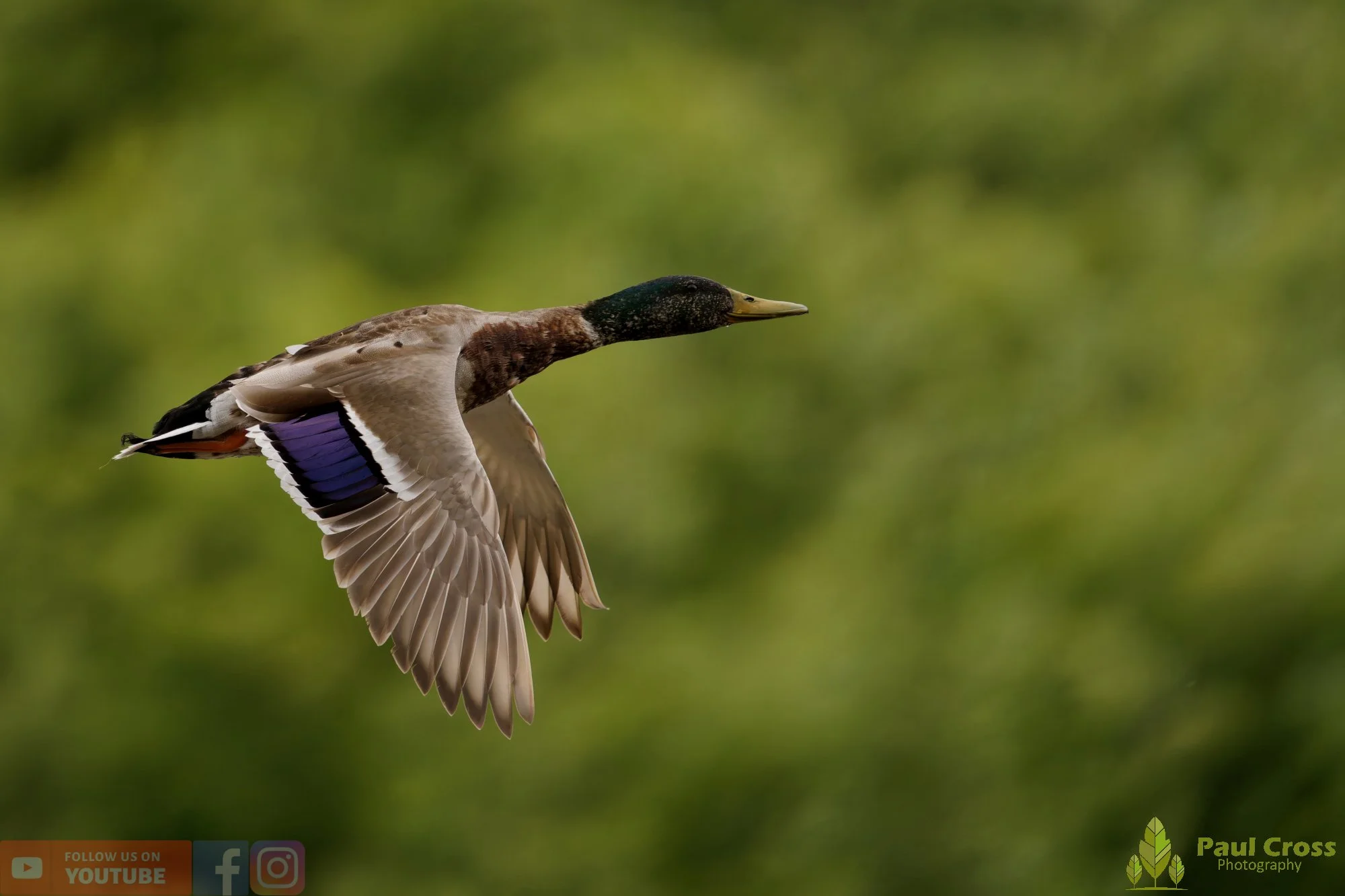 Mallard Duck-01277.jpg