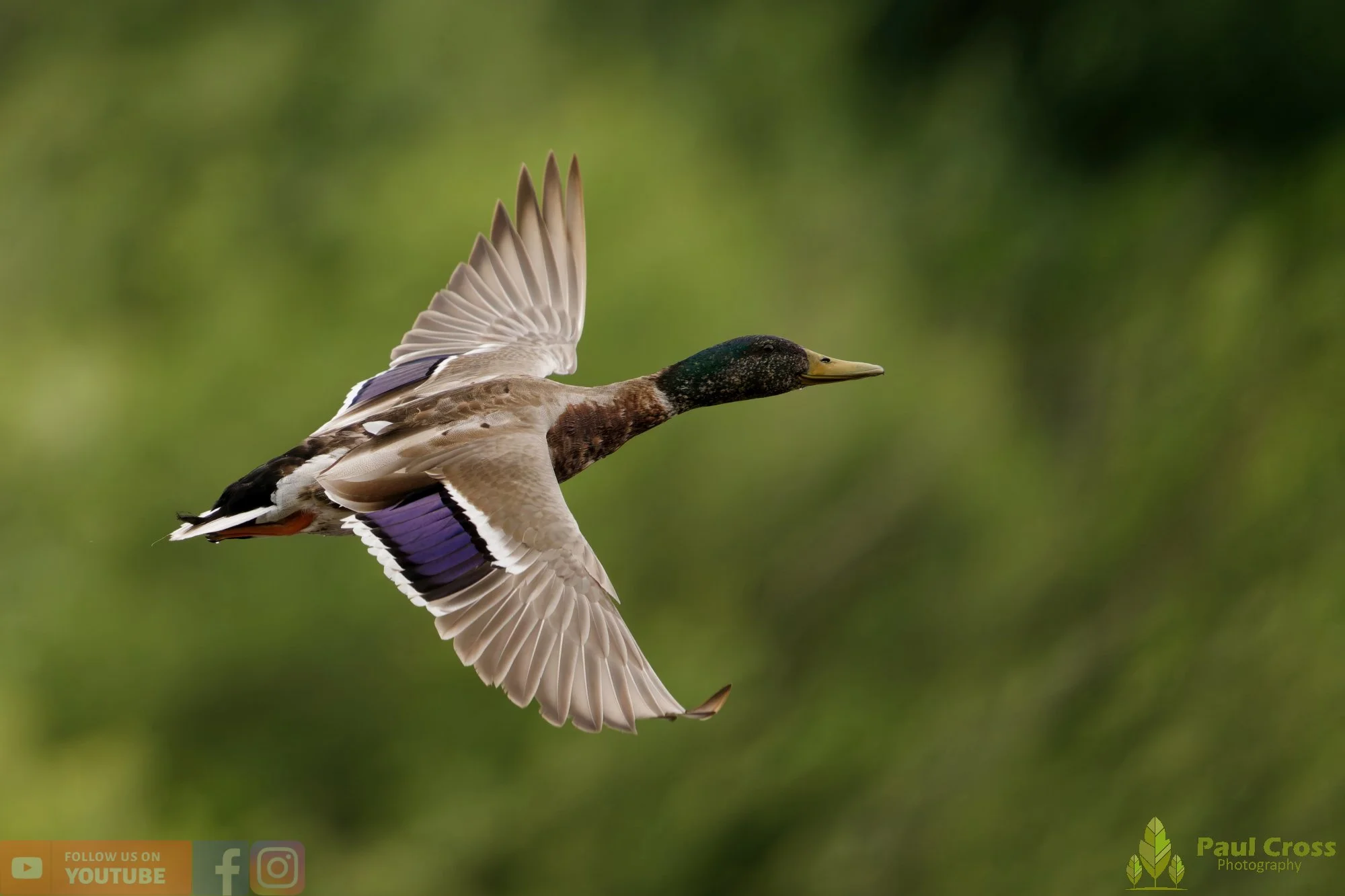 Mallard Duck-01278.jpg