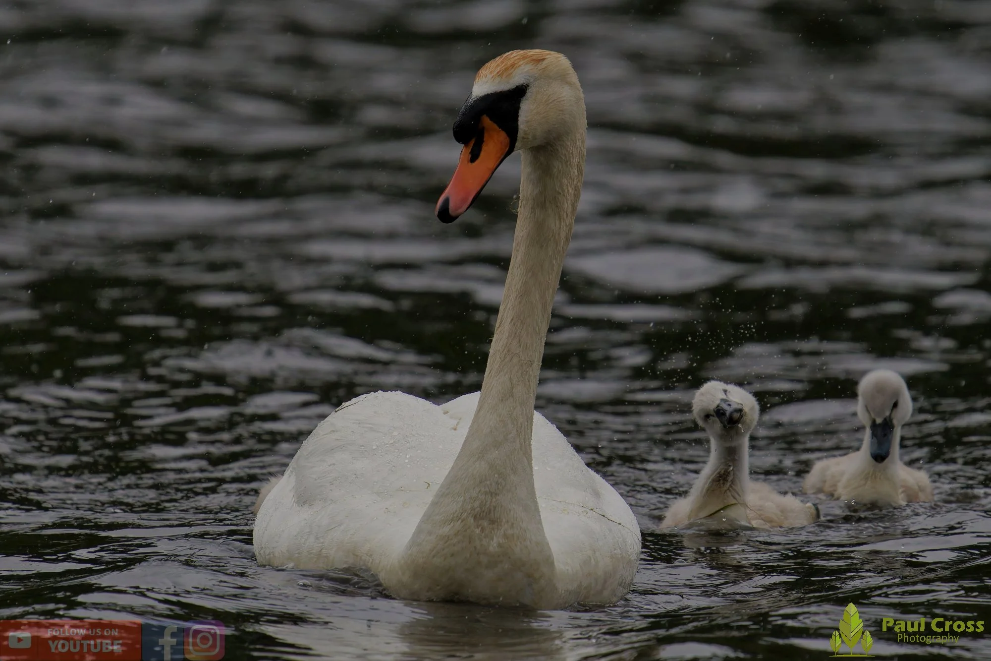 Mute Swan-00325.jpg