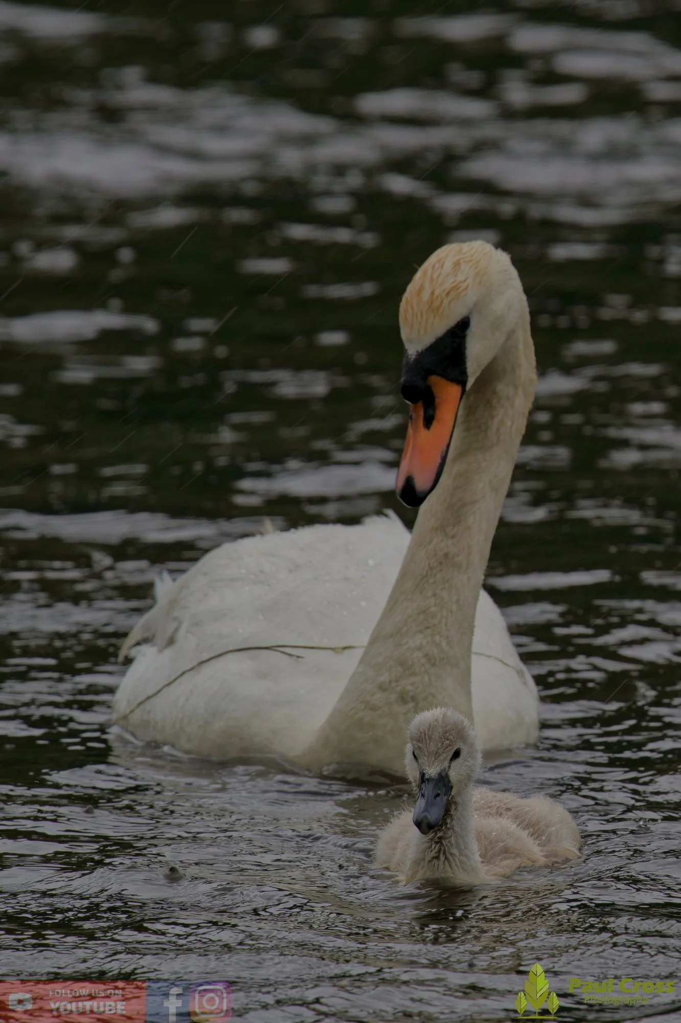 Mute Swan-00326.jpg