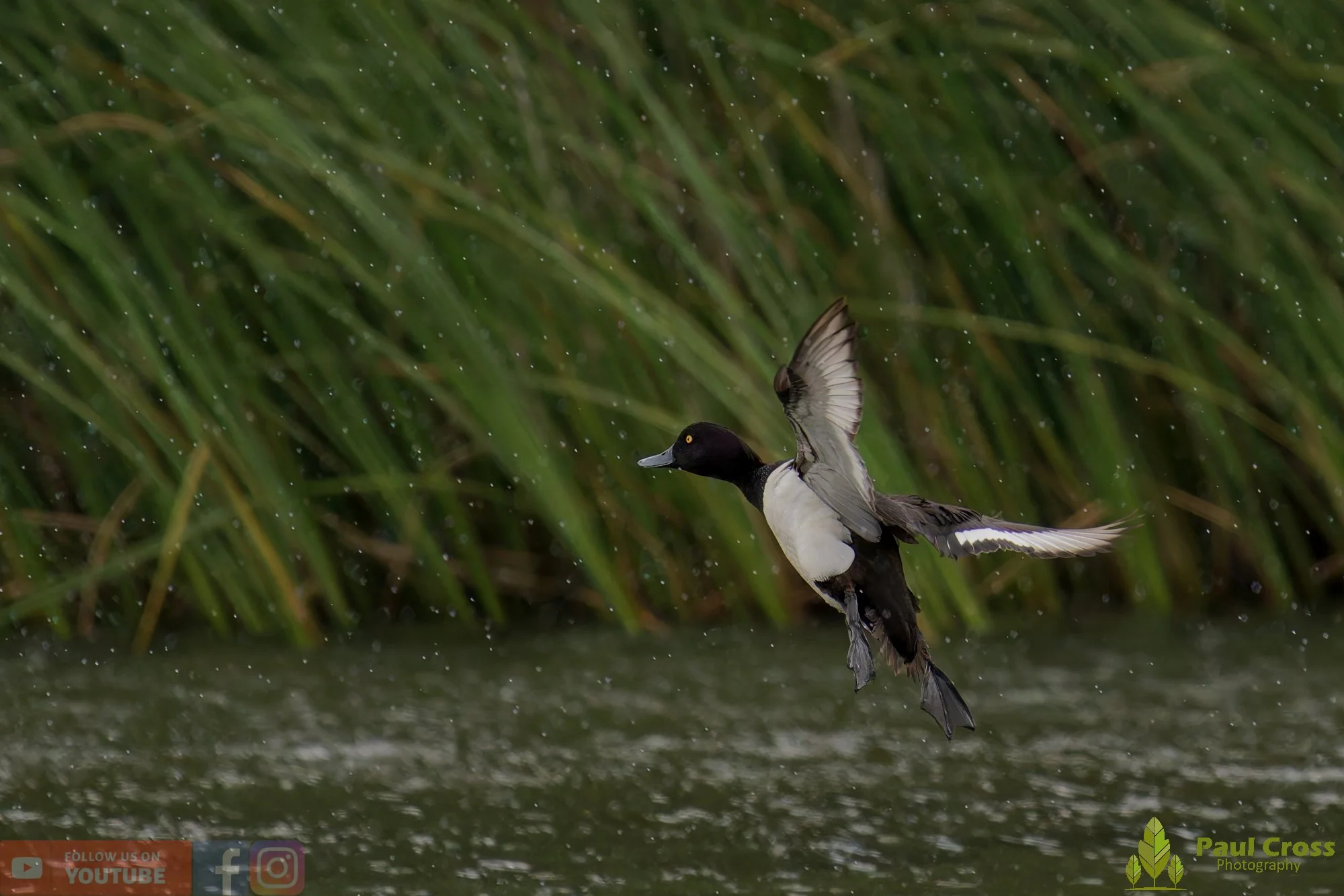 Tufted Duck-00264.jpg