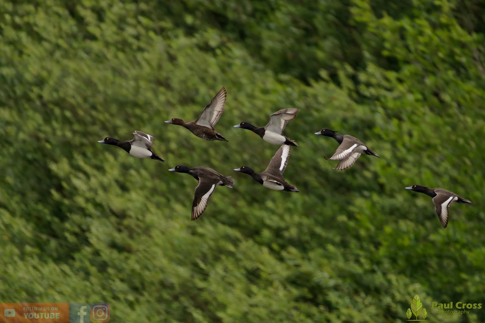 Tufted Duck-00266.jpg