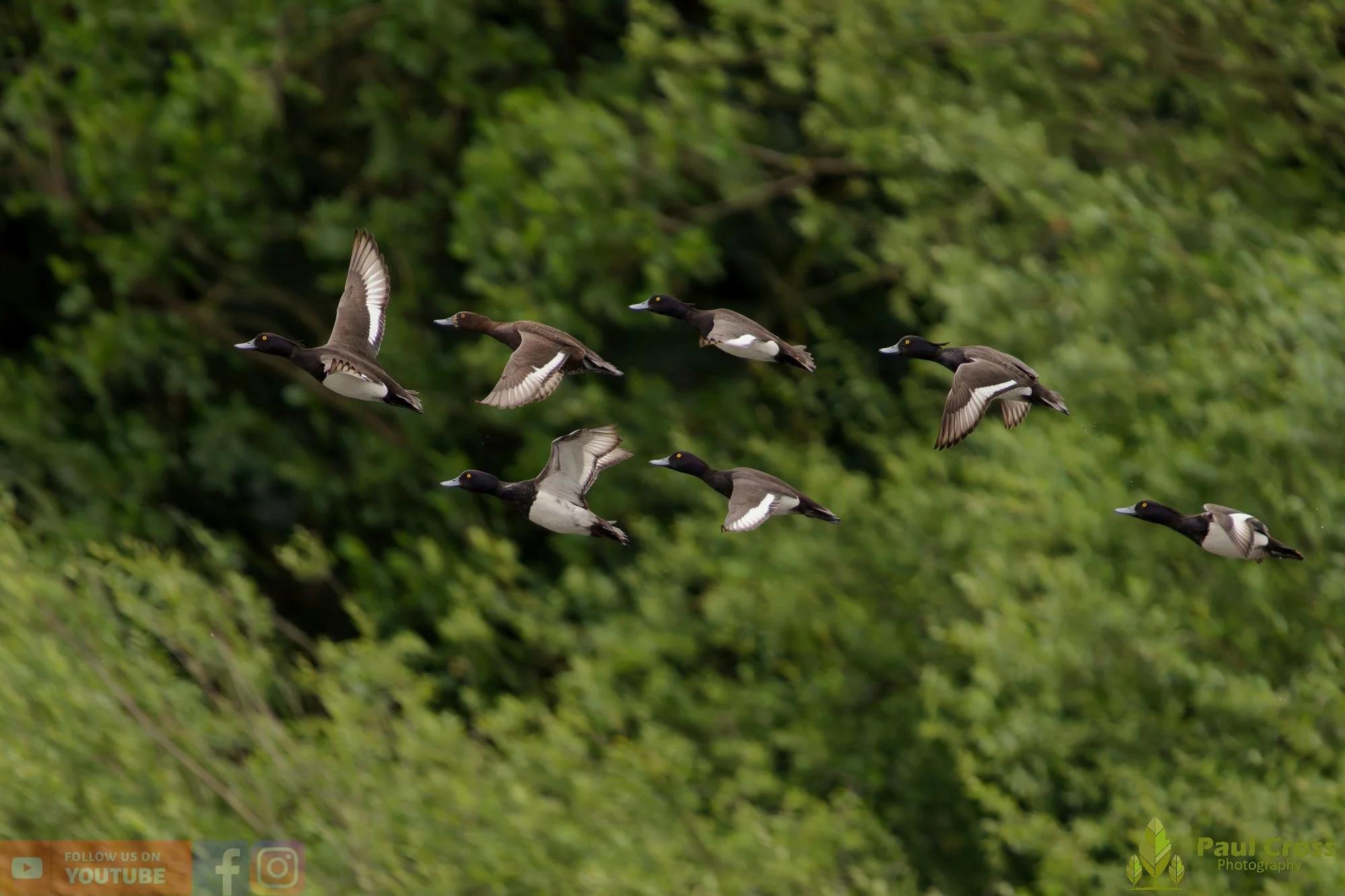 Tufted Duck-00267.jpg